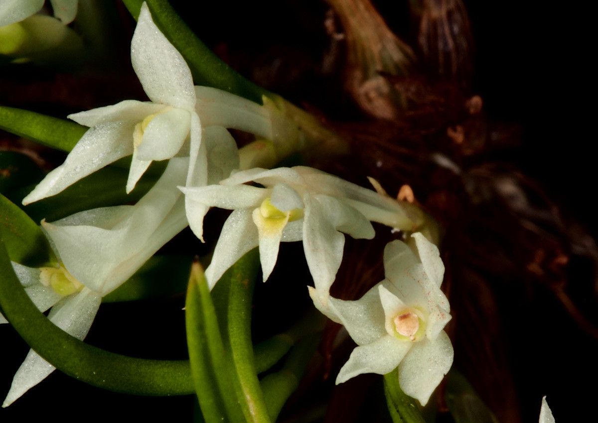 Dendrobium masarangense flower