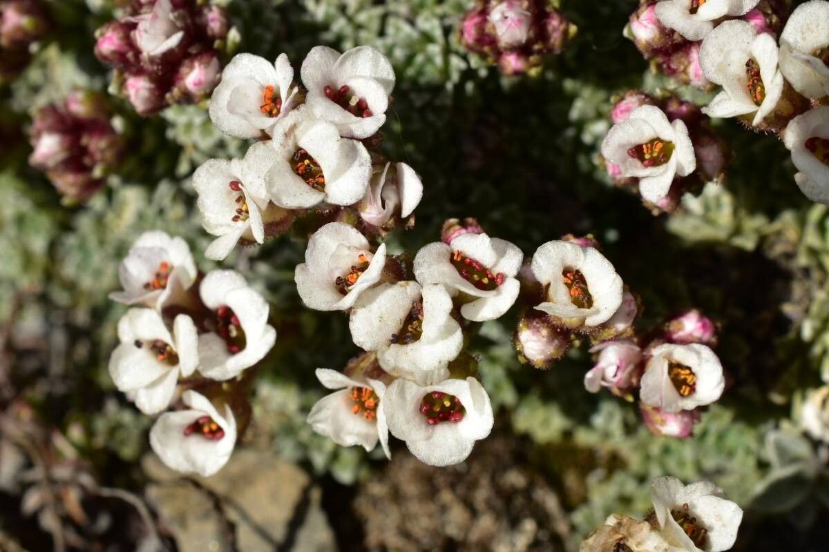 Saxifraga andersonii flower