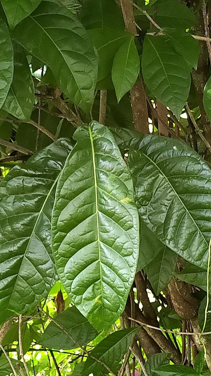 Coccoloba venosa leaf