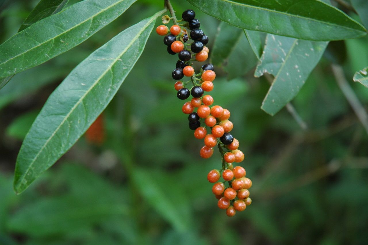 Citharexylum caudatum fruit