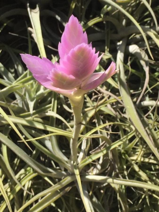 Tillandsia cacticola