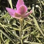 Tillandsia cacticola