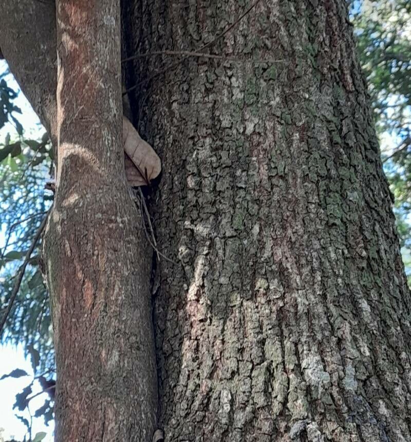 Cordia americana bark