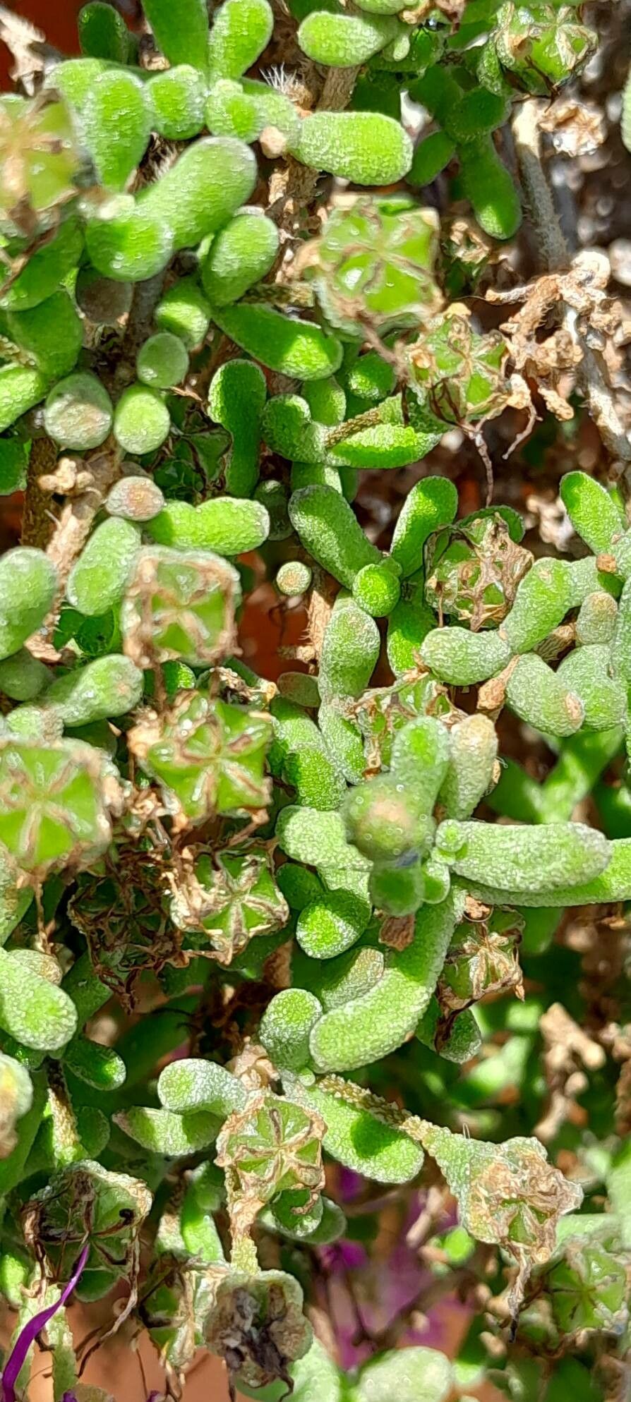 Drosanthemum floribundum fruit