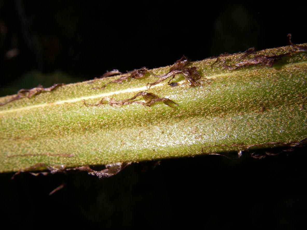 Diplazium pactile bark