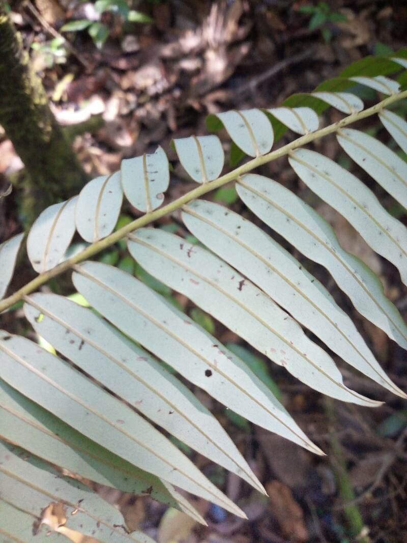 Diospyros dichroa leaf