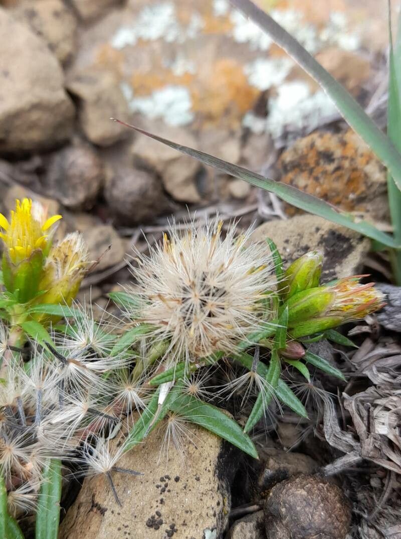 Pectis sessiliflora fruit