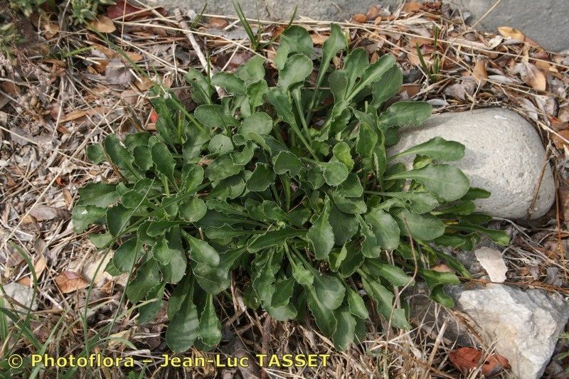 Silene colpophylla habit