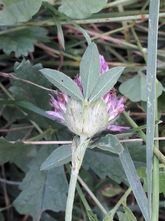 Trifolium medium leaf
