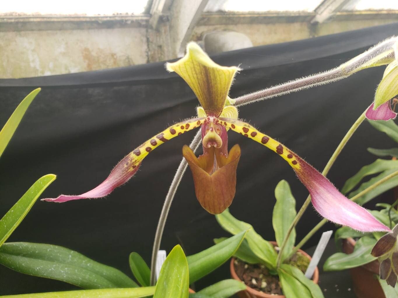 Paphiopedilum vejvarutianum flower