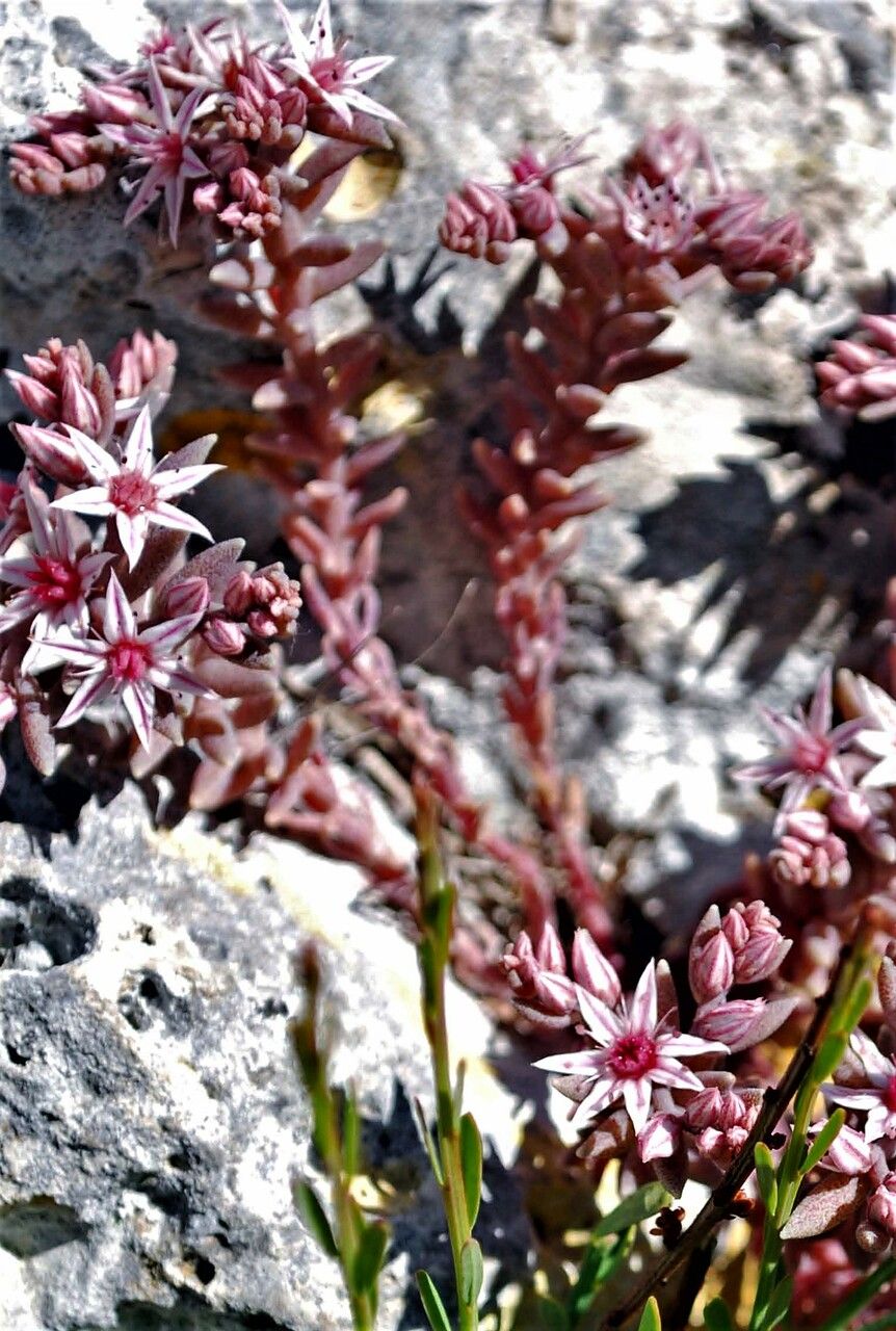 Sedum rubens flower