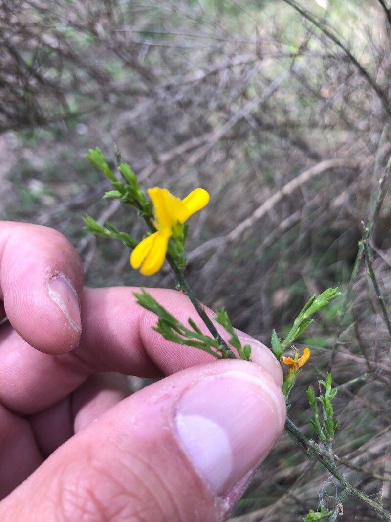 Genista anglica flower