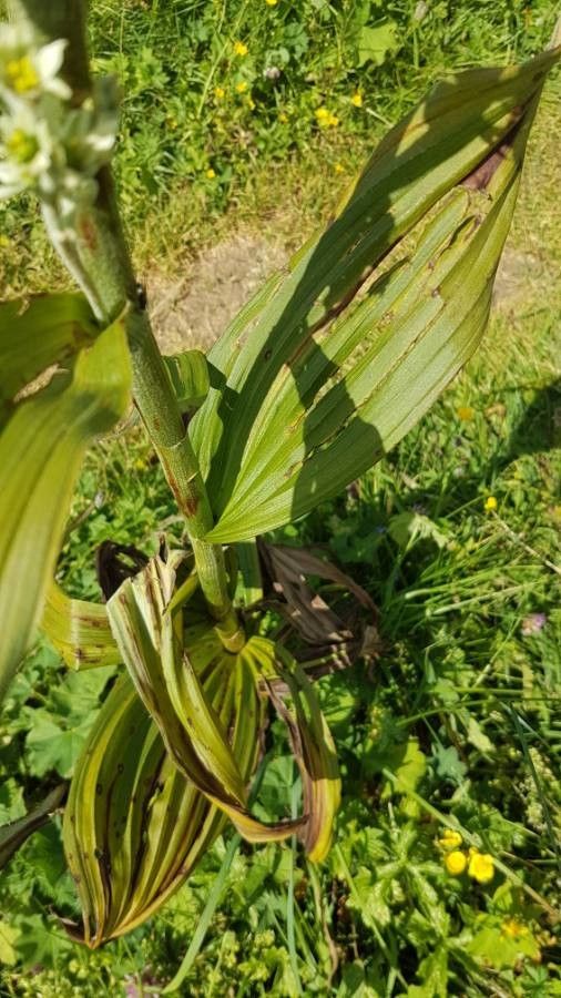 Veratrum viride bark