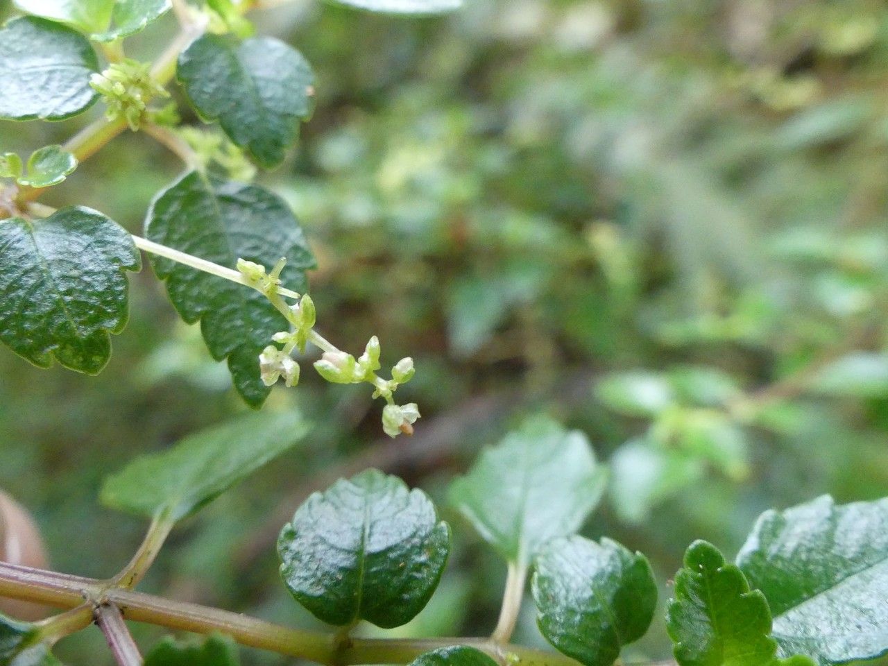 Pilea urticifolia flower