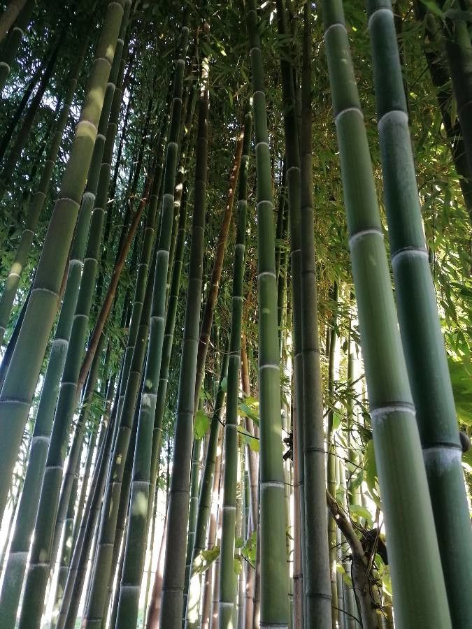 Phyllostachys bambusoides bark