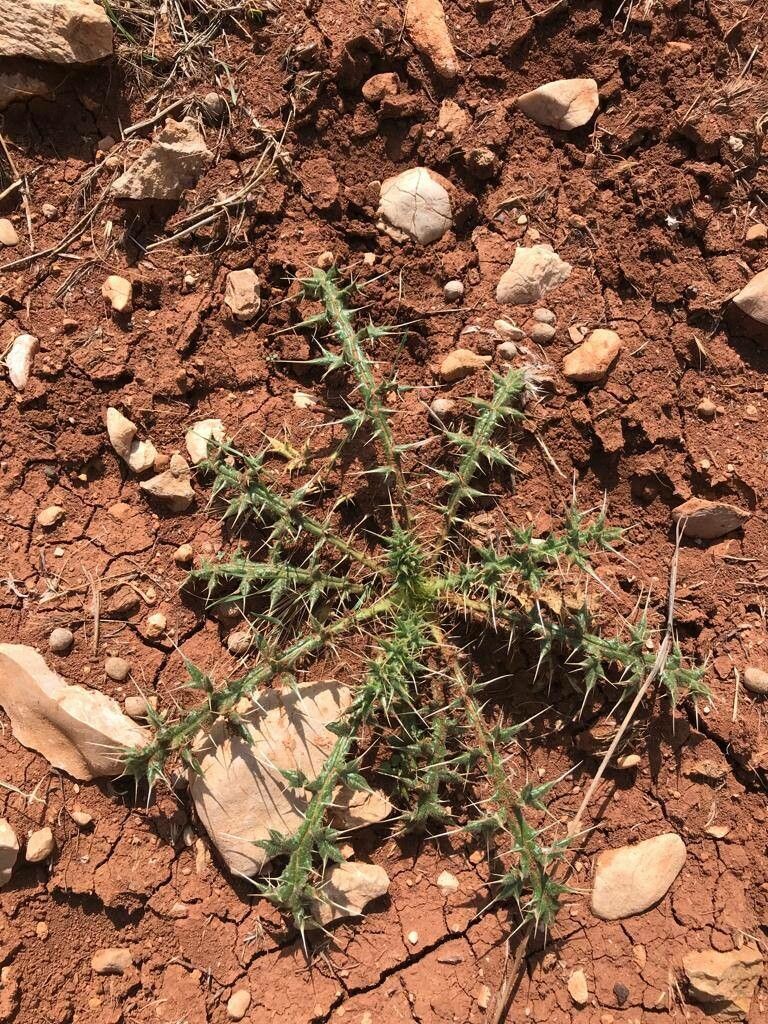 Echinops ceratophorus leaf