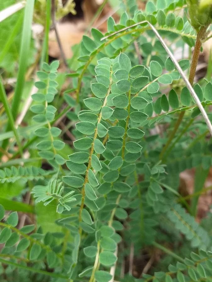 Astragalus hamosus — search result for 'Astragalus'