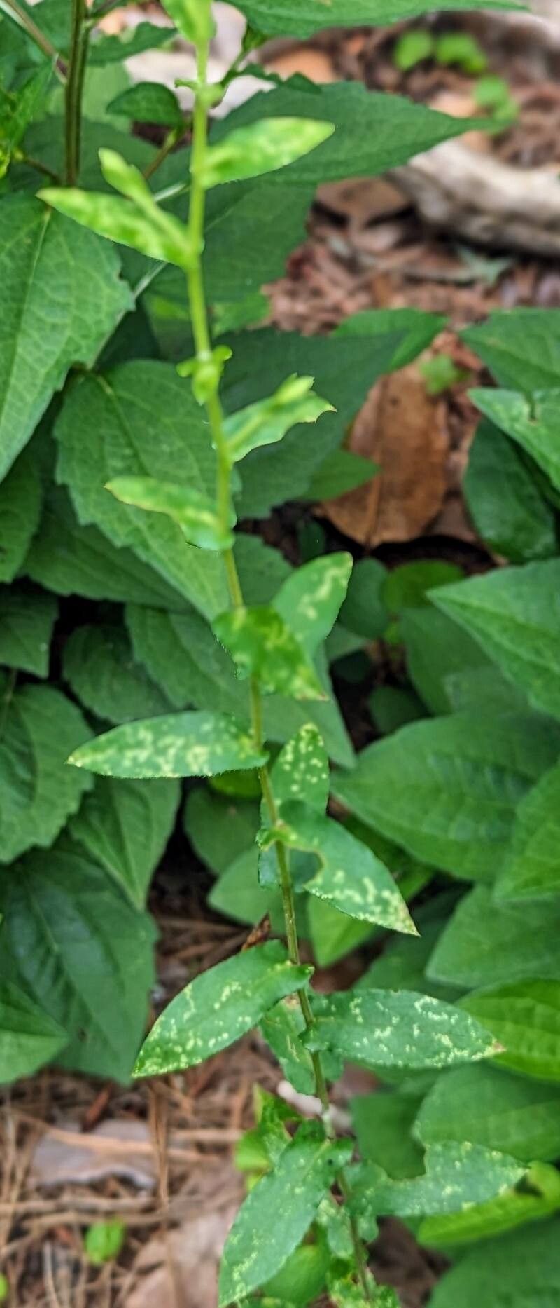 Symphyotrichum georgianum leaf