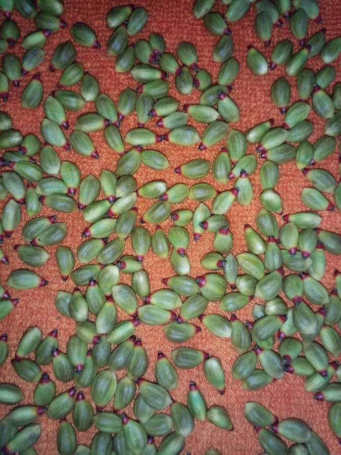 Ptychosperma macarthurii other