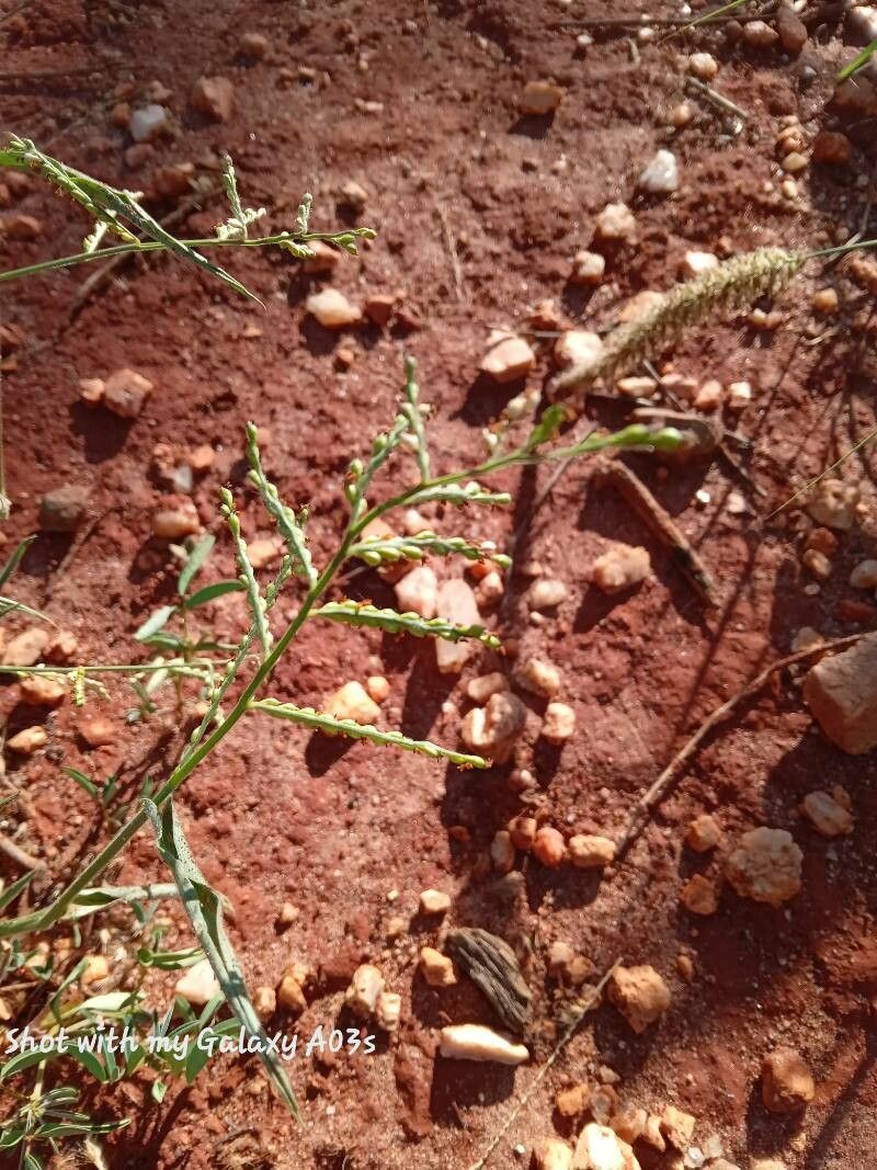 Moorochloa eruciformis flower