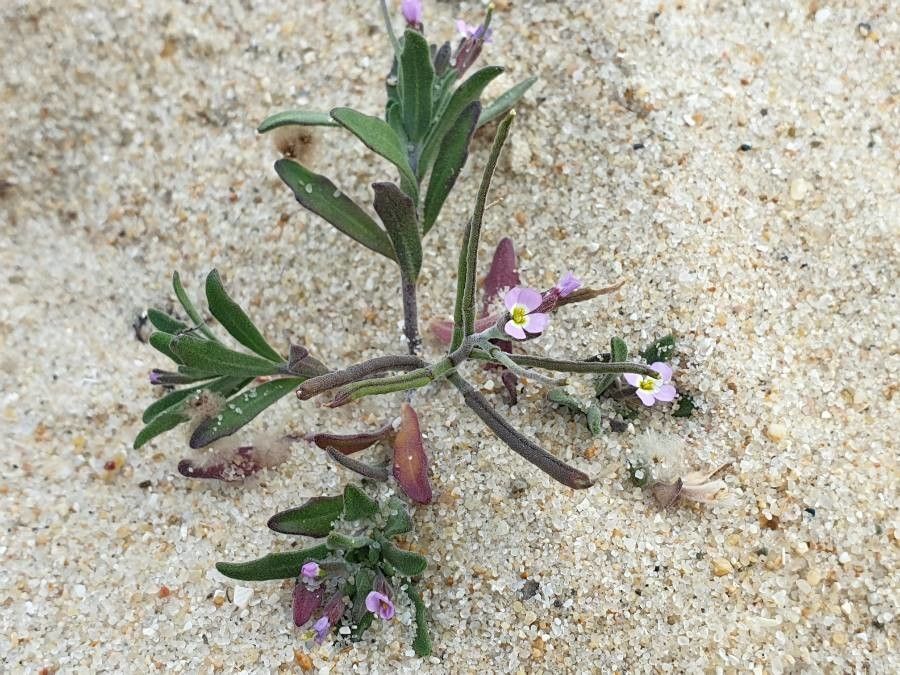 Malcolmia ramosissima flower