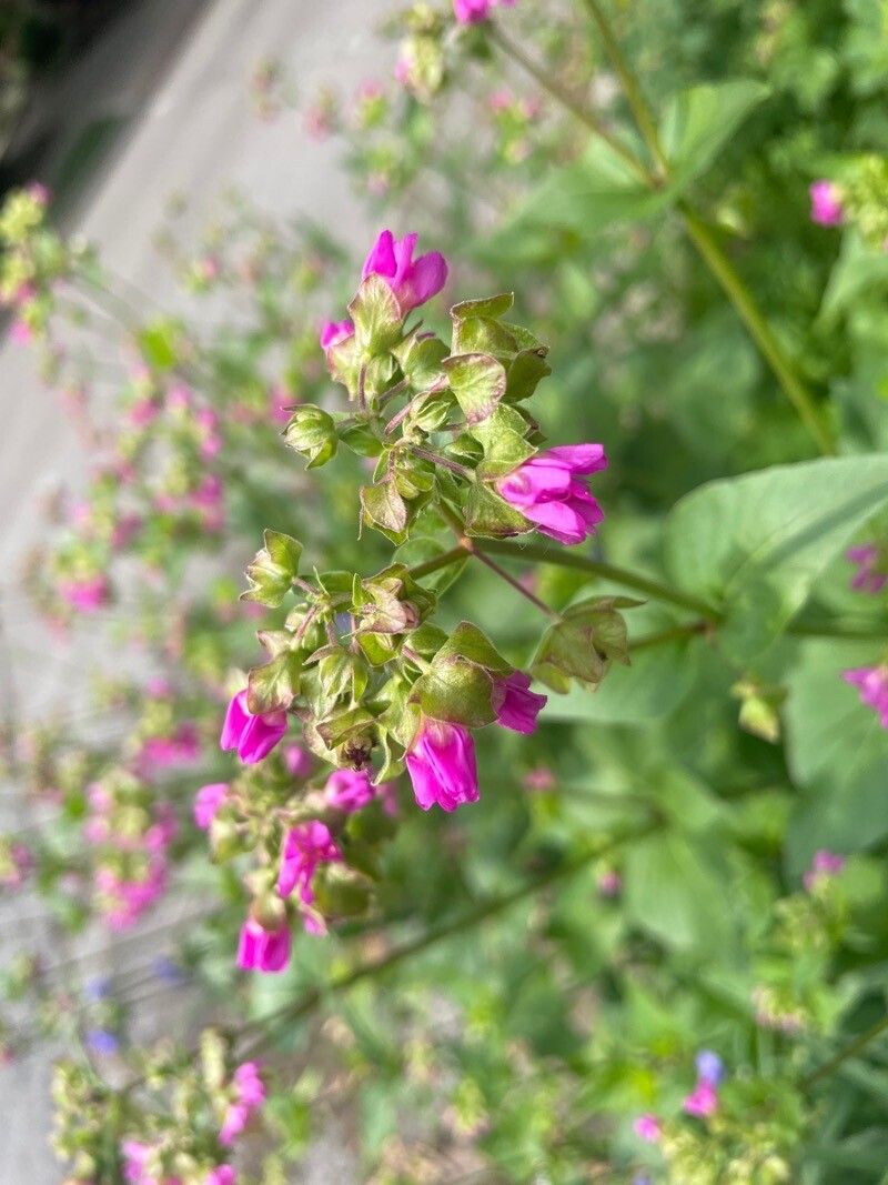 Mirabilis nyctaginea flower