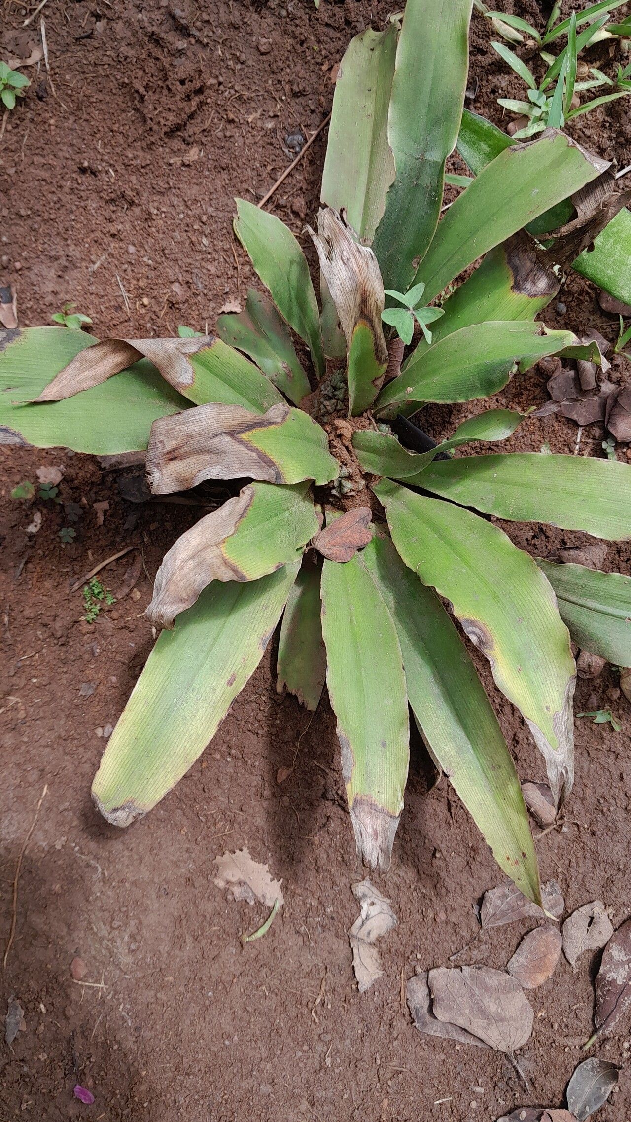 Chlorophytum geophilum — search result for 'Chlorophytum'