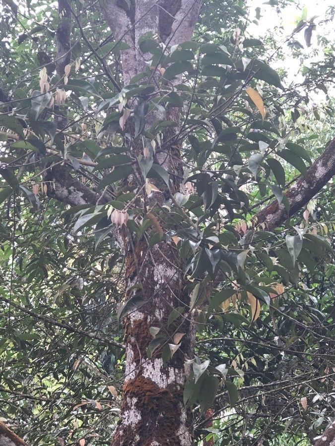 Hopea pubescens other