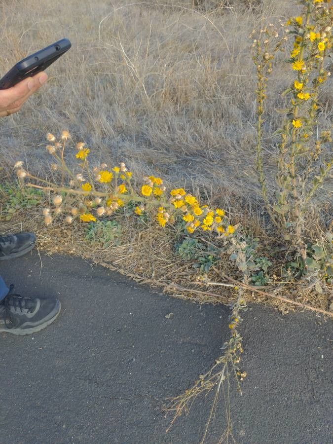 Heterotheca grandiflora fruit