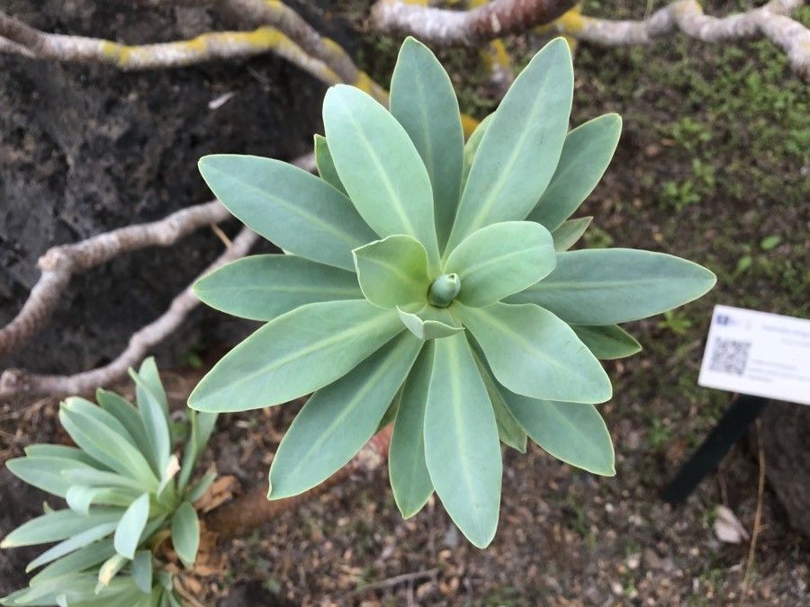 Euphorbia atropurpurea — search result for 'Canary Islands'