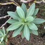 Euphorbia atropurpurea