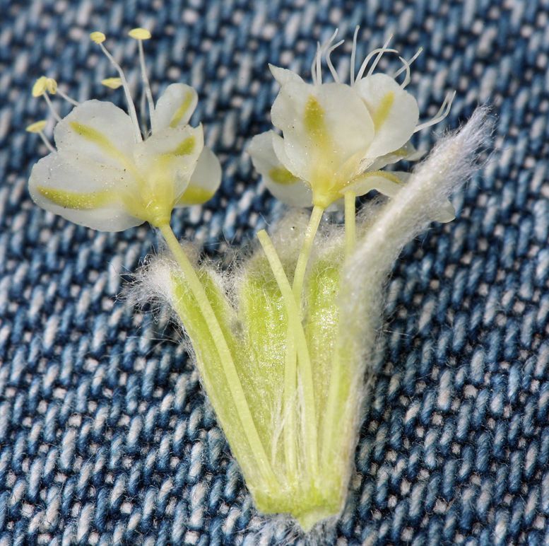 Eriogonum robustum flower