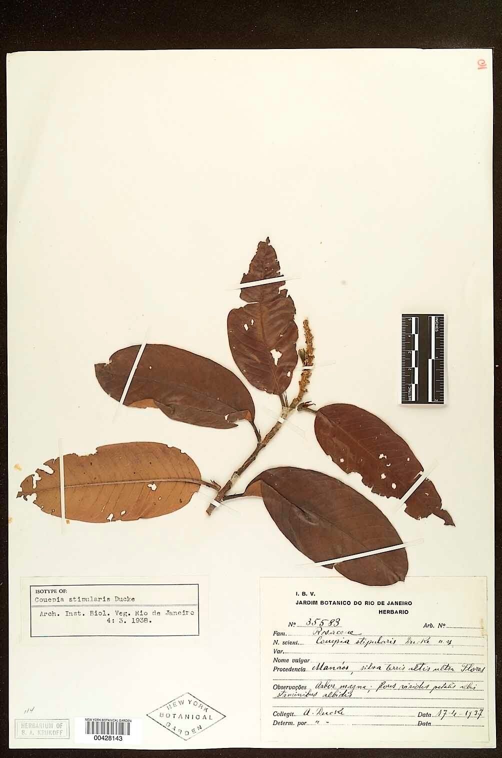 Couepia stipularis — houseplant care guide