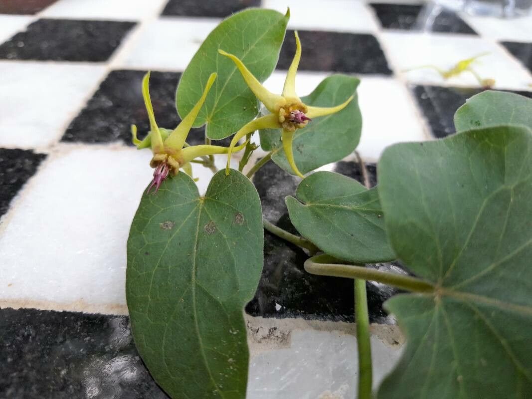Oxypetalum banksii flower