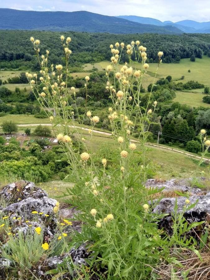 Centaurea chrysolepis — houseplant care guide