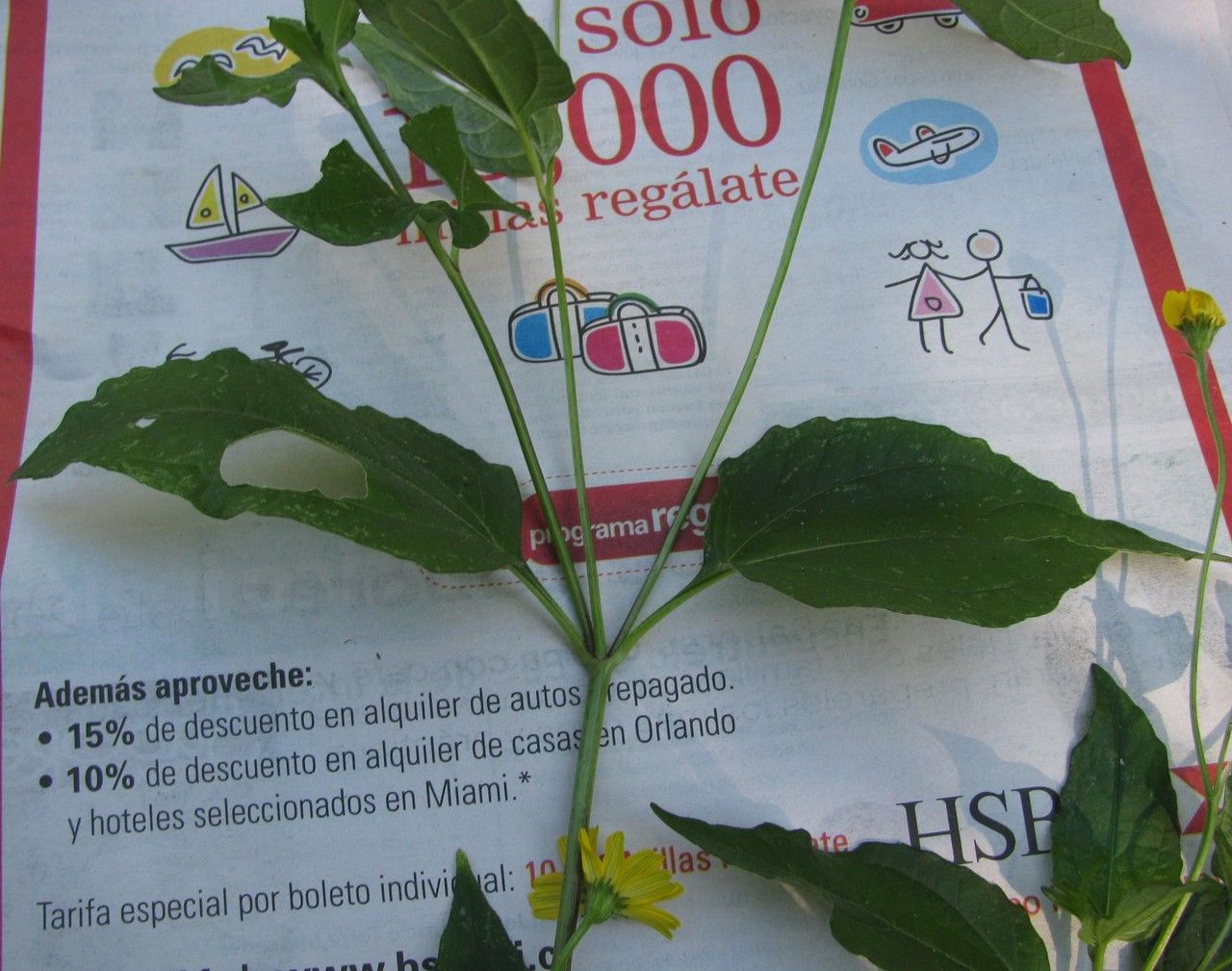 Acmella papposa other