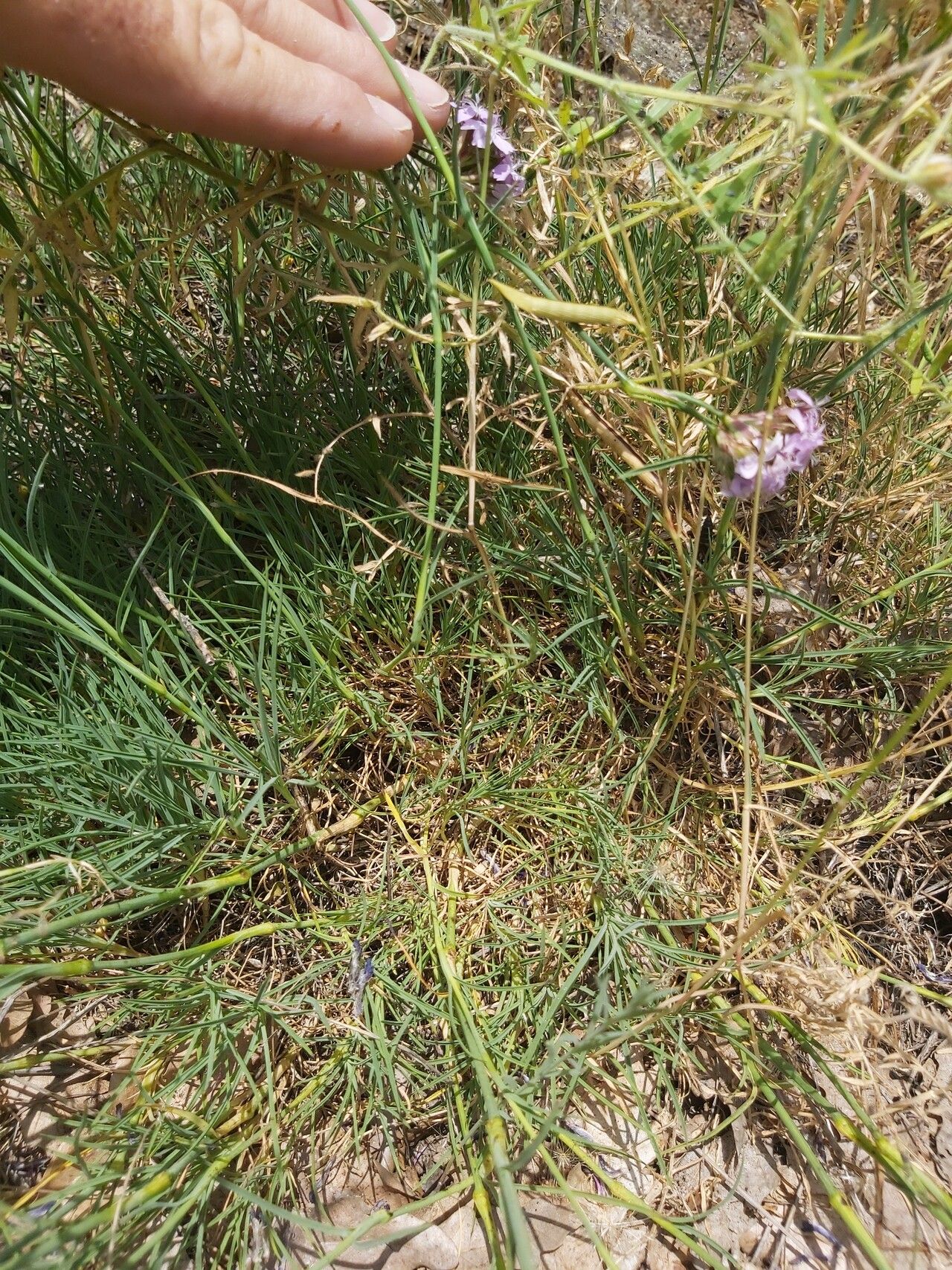 Dianthus pinifolius — houseplant care guide