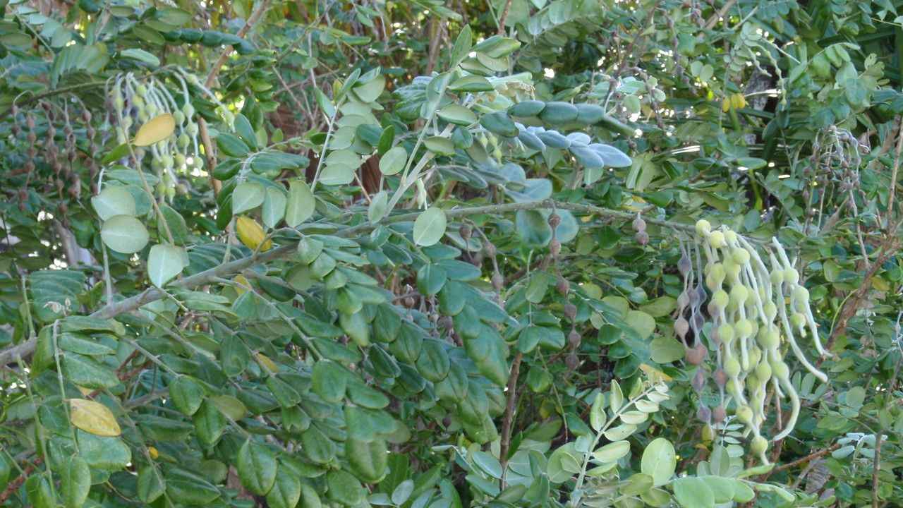 Sophora tomentosa — search result for 'Sophora'