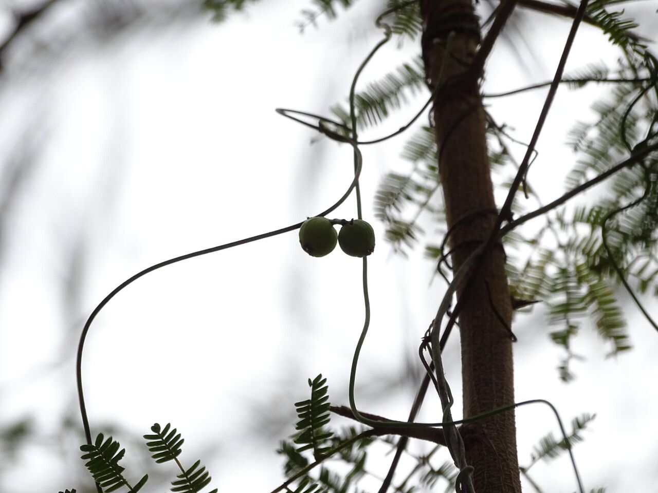 Cassytha filiformis fruit