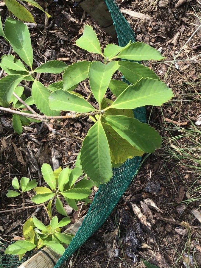 Quercus schottkyana — houseplant care guide