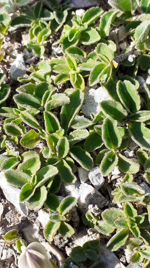 Campanula rainerii leaf