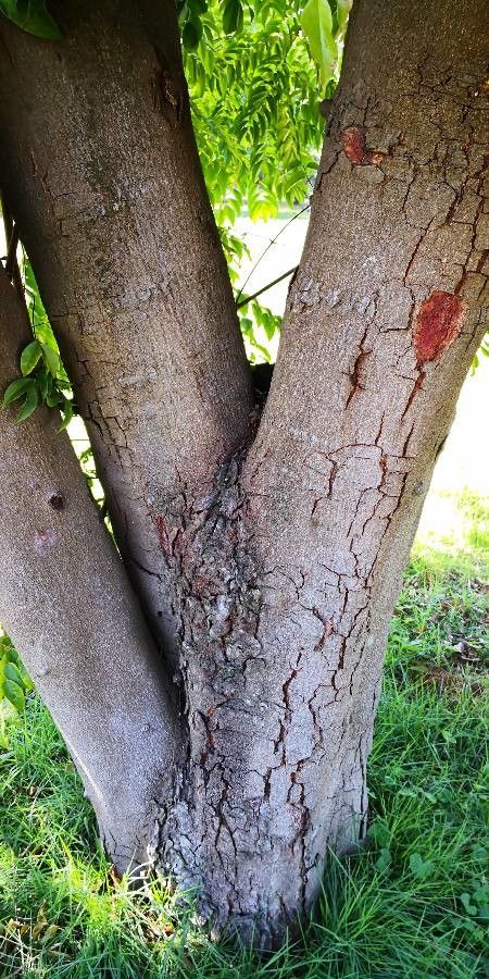 Erythrophleum fordii bark