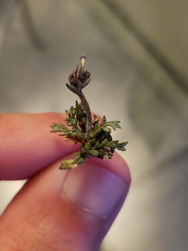 Gilia inconspicua — search result for 'Gilia'