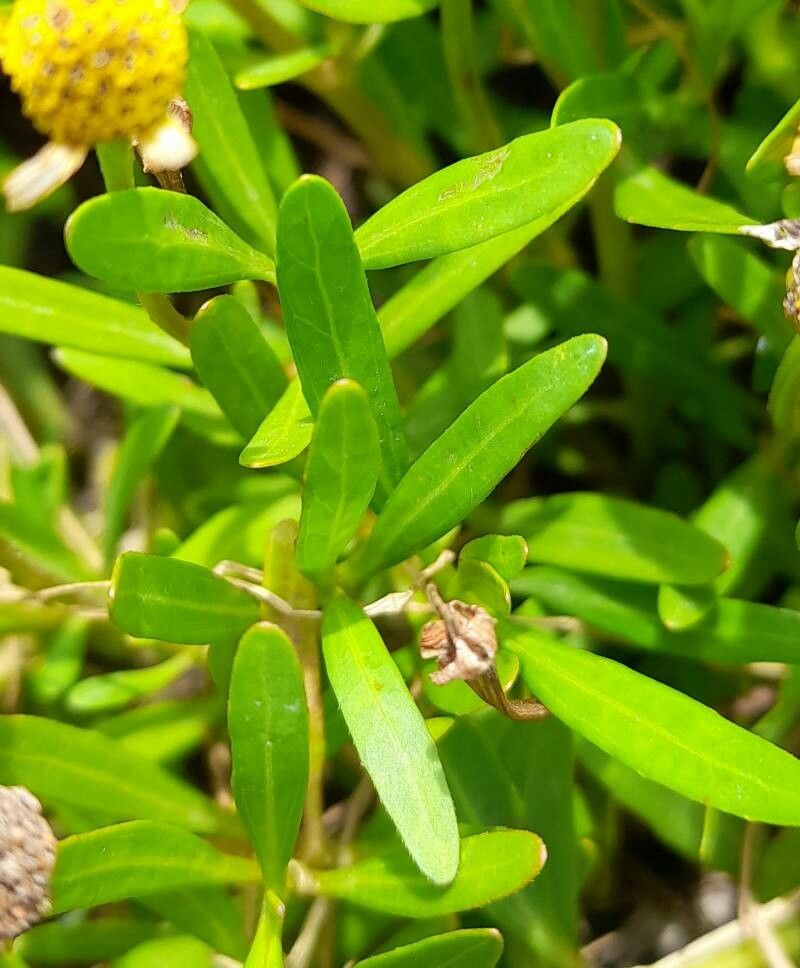 Acmella decumbens — related species from the same genus