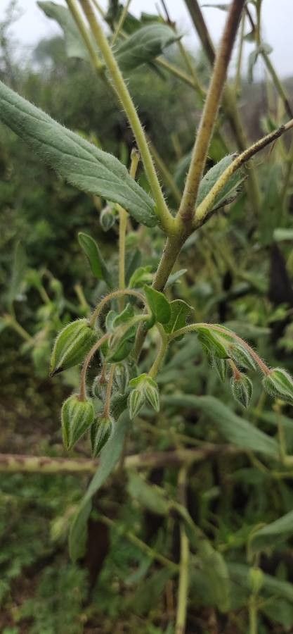 Trichodesma zeylanicum fruit