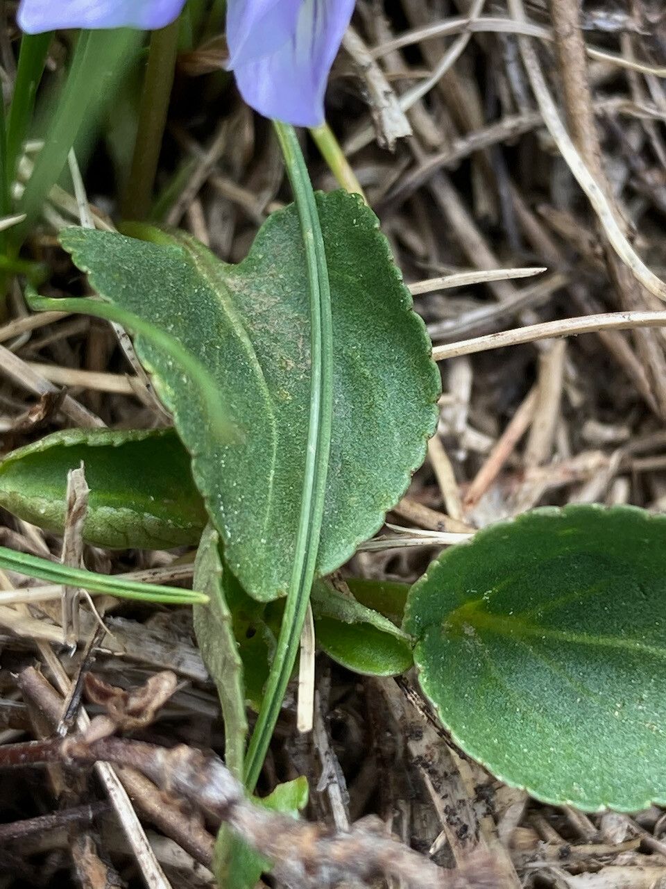 Viola pyrenaica — search result for 'Viola'