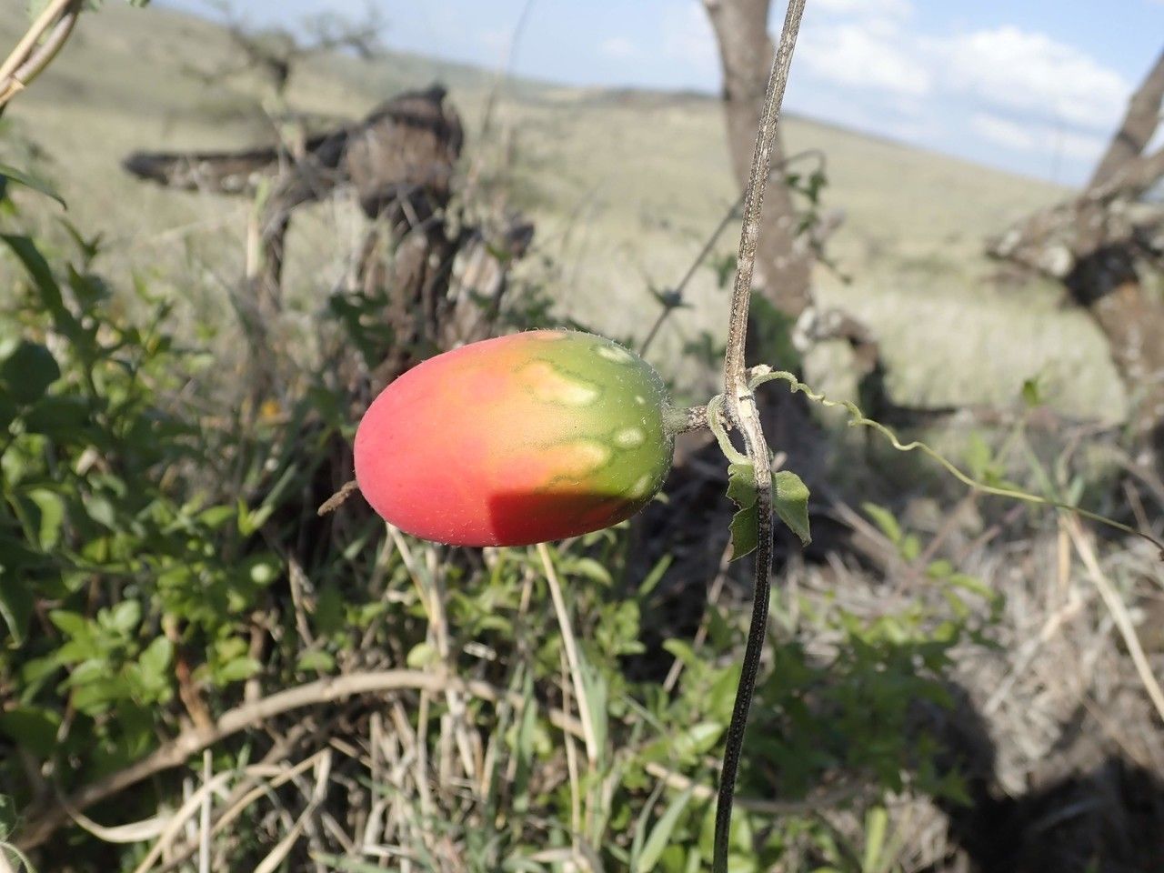 Coccinia trilobata fruit