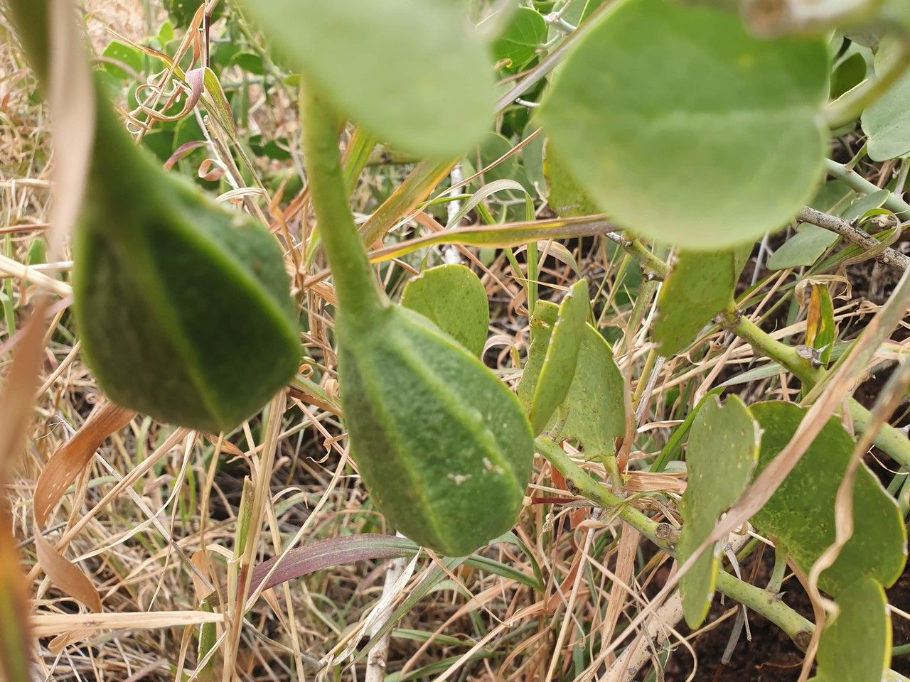 Capparis cartilaginea fruit