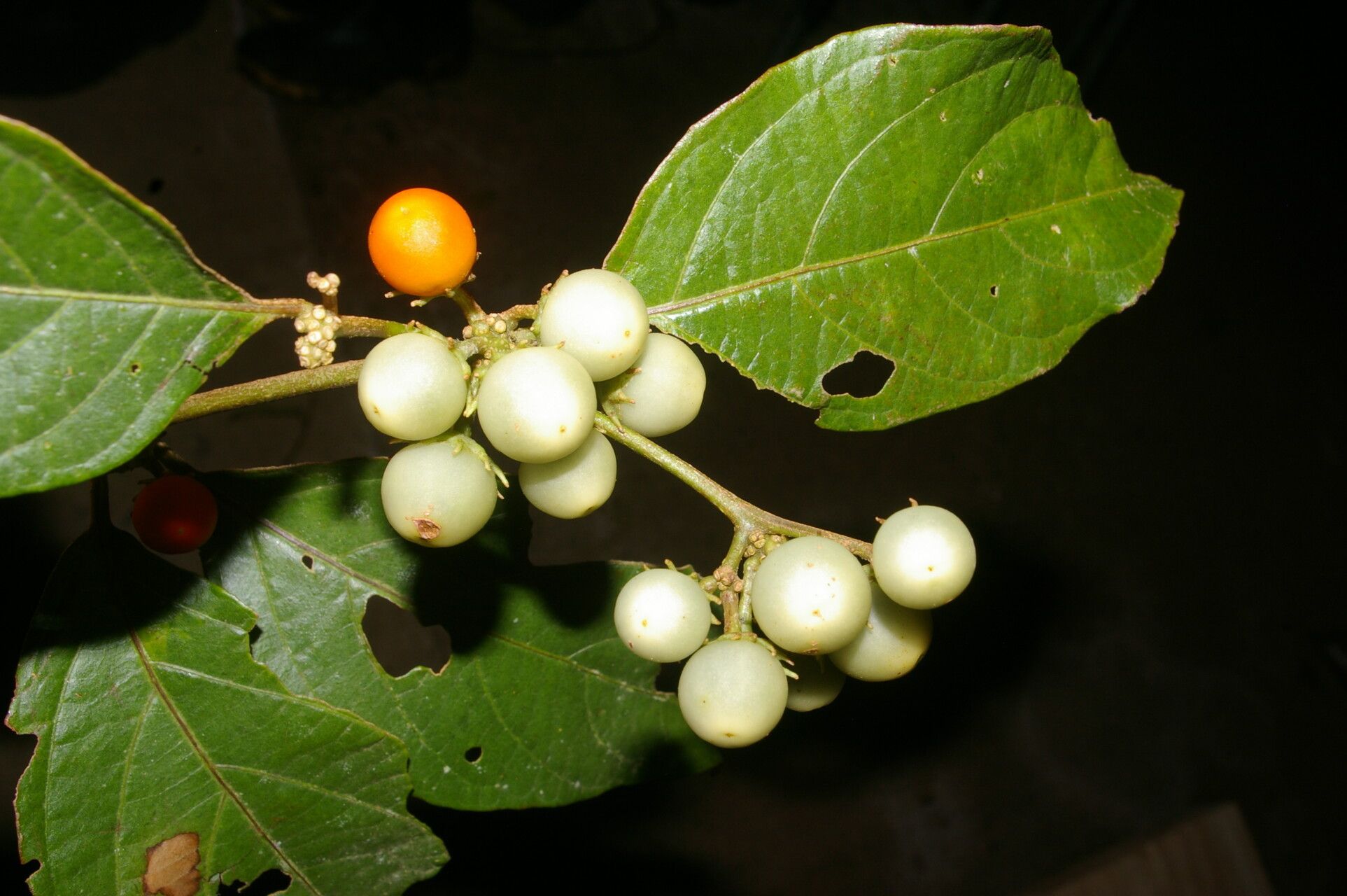 Lycianthes multiflora fruit