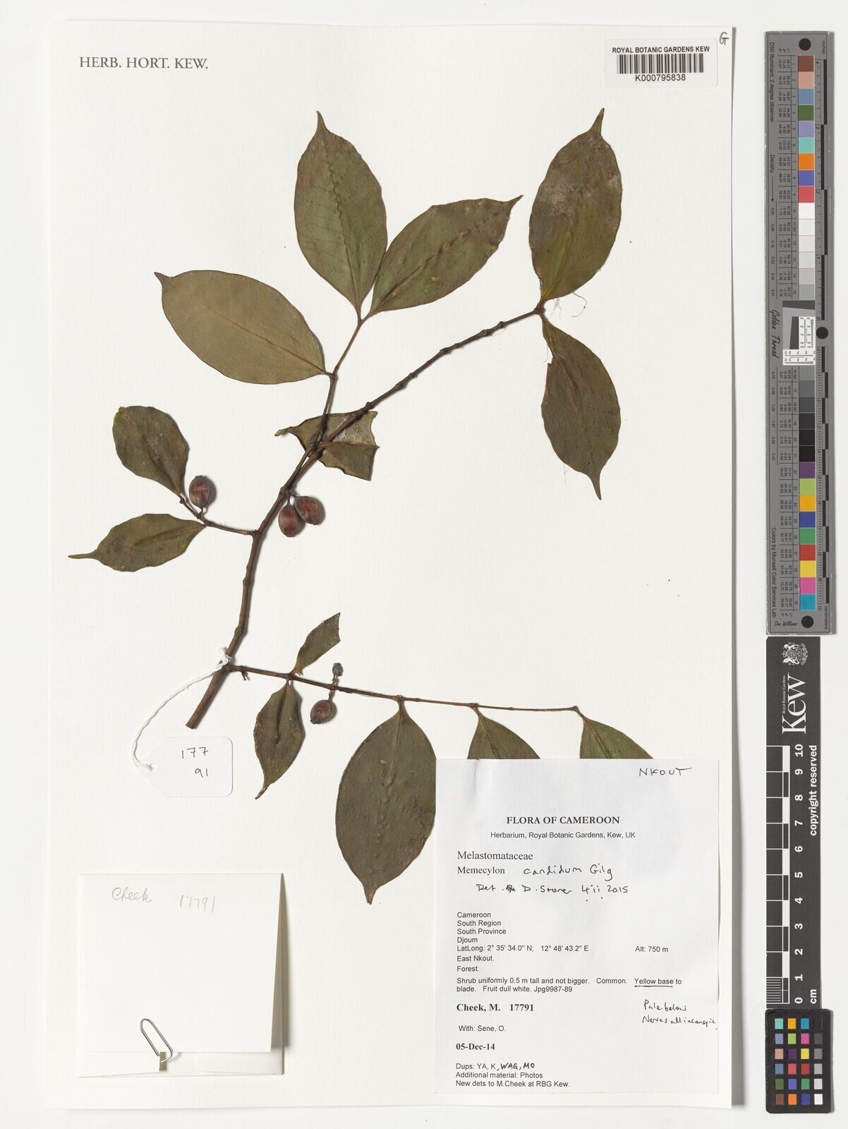 Memecylon candidum — houseplant care guide